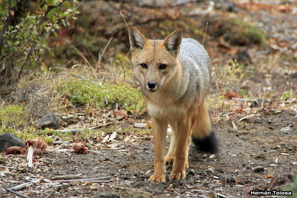 Photo Zorro Colorado