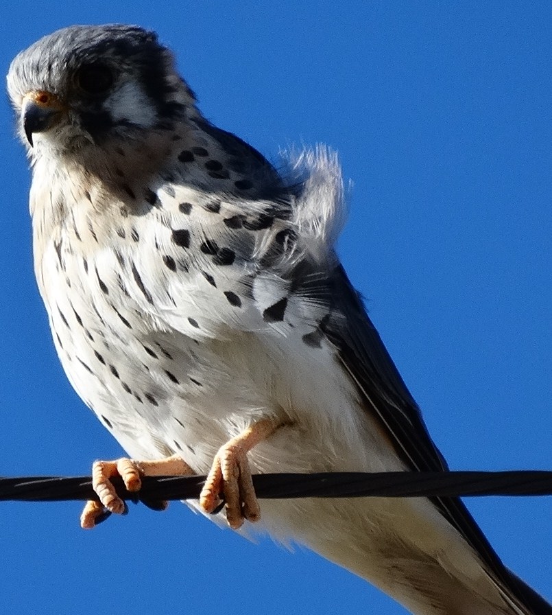 Photo Halconcito Colorado