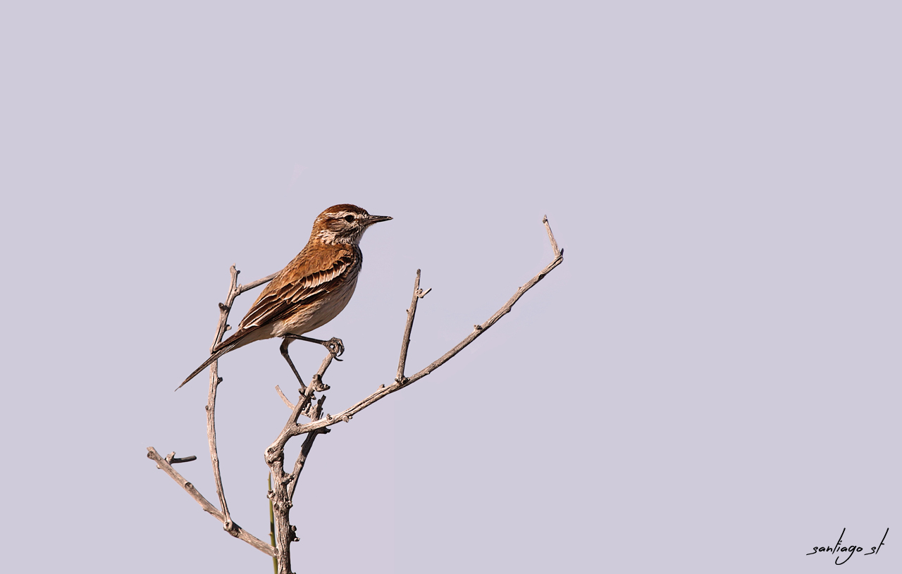 Photo Monjita Castaña