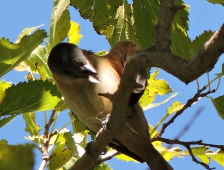 Photo Anambé Grande