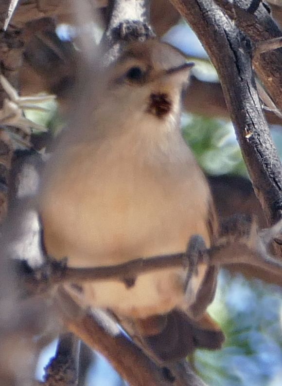 Photo Canastero Rojizo