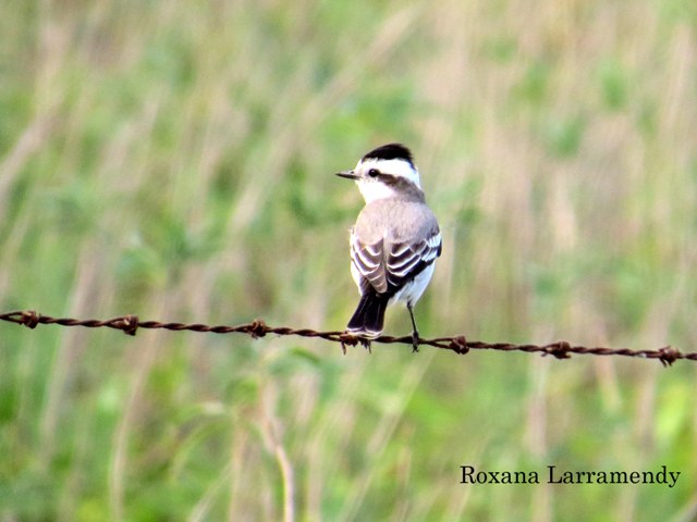 Photo Monjita Coronada