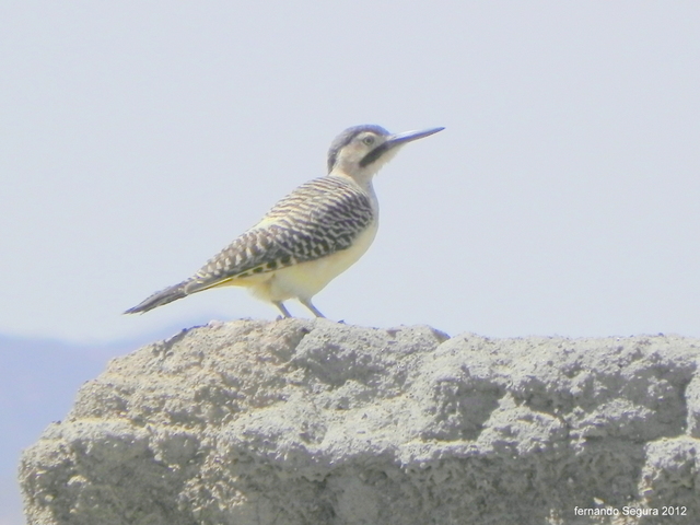 Photo Carpintero Andino