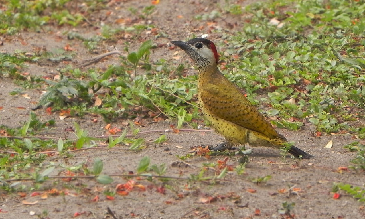 Foto Carpintero de Pecho Punteado