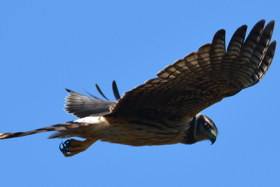 Foto Gavilán Planeador