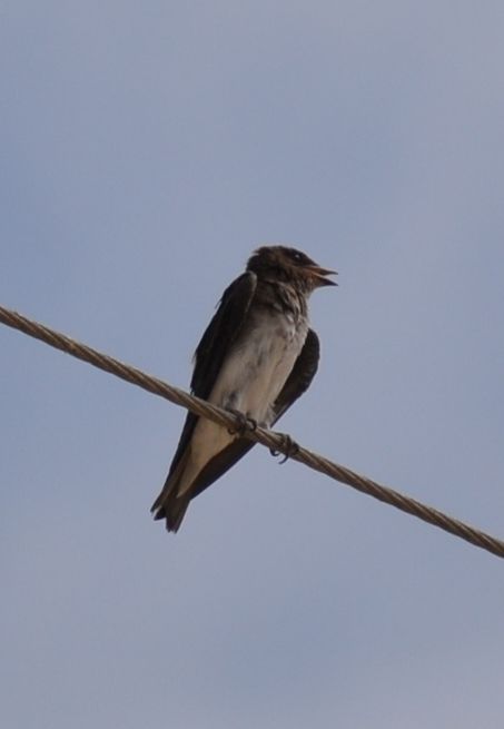 Photo Golondrina Doméstica