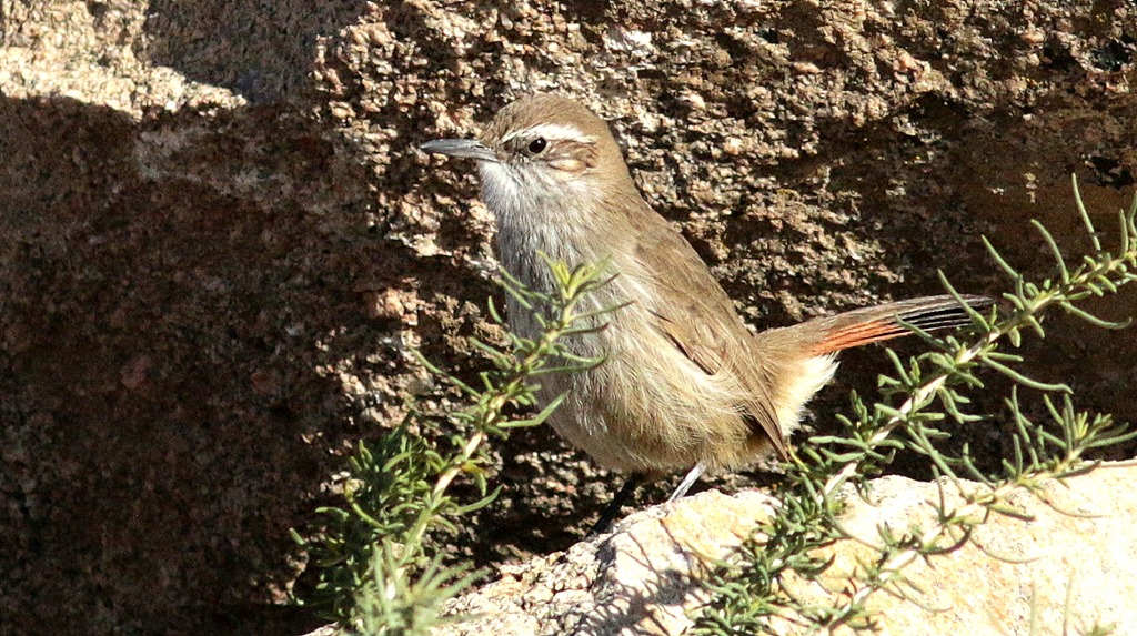 Photo Bandurrita Patagónica