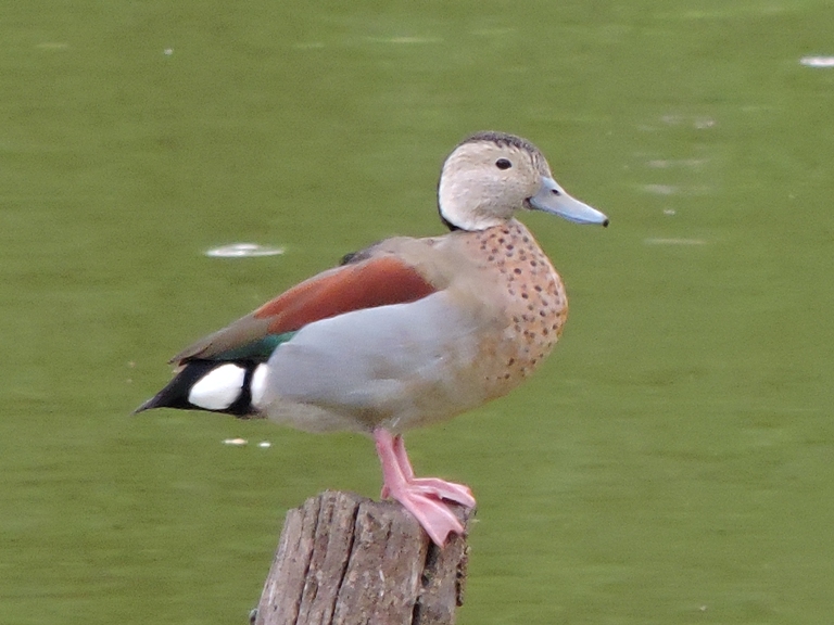 Photo Pato de Collar