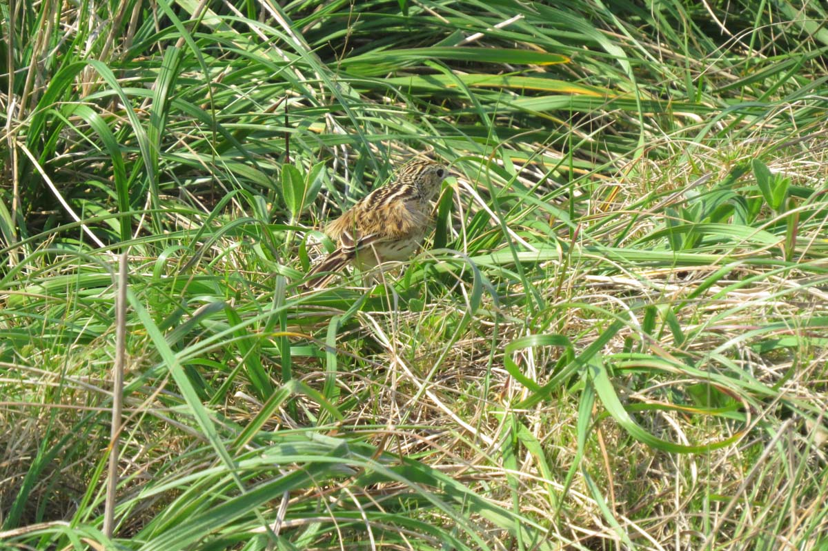 Photo Cachirla Común