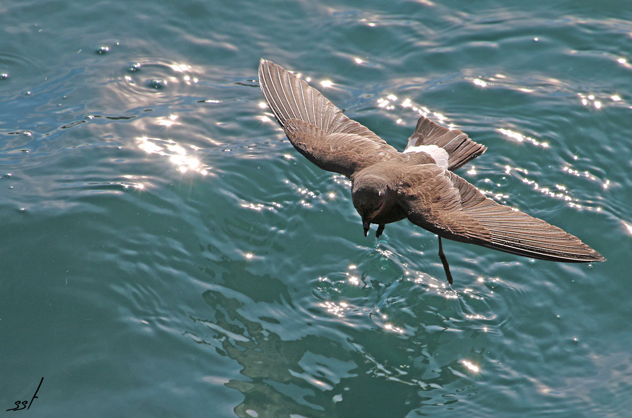 Photo Paíño Común