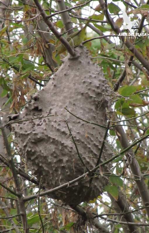 Foto Fueguero Común