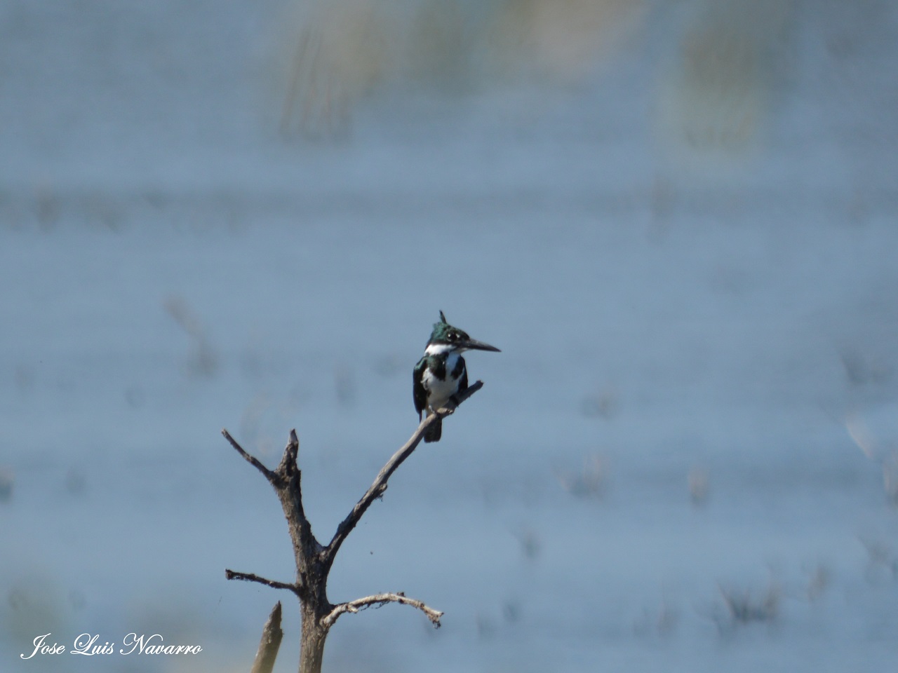 Foto Martín Pescador Mediano