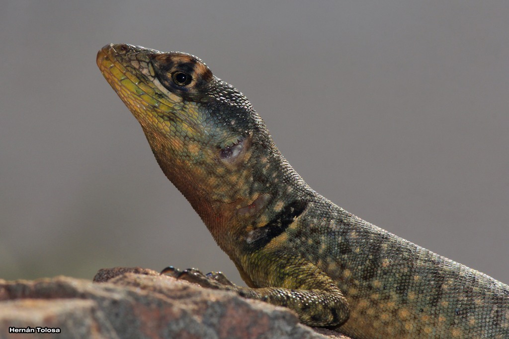 Photo Lagarto Trepador