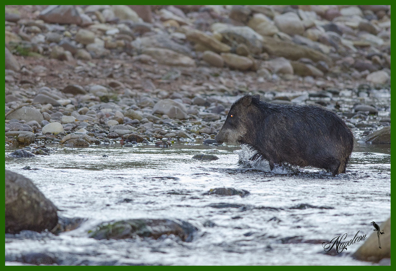 Photo Pecarí Labiado