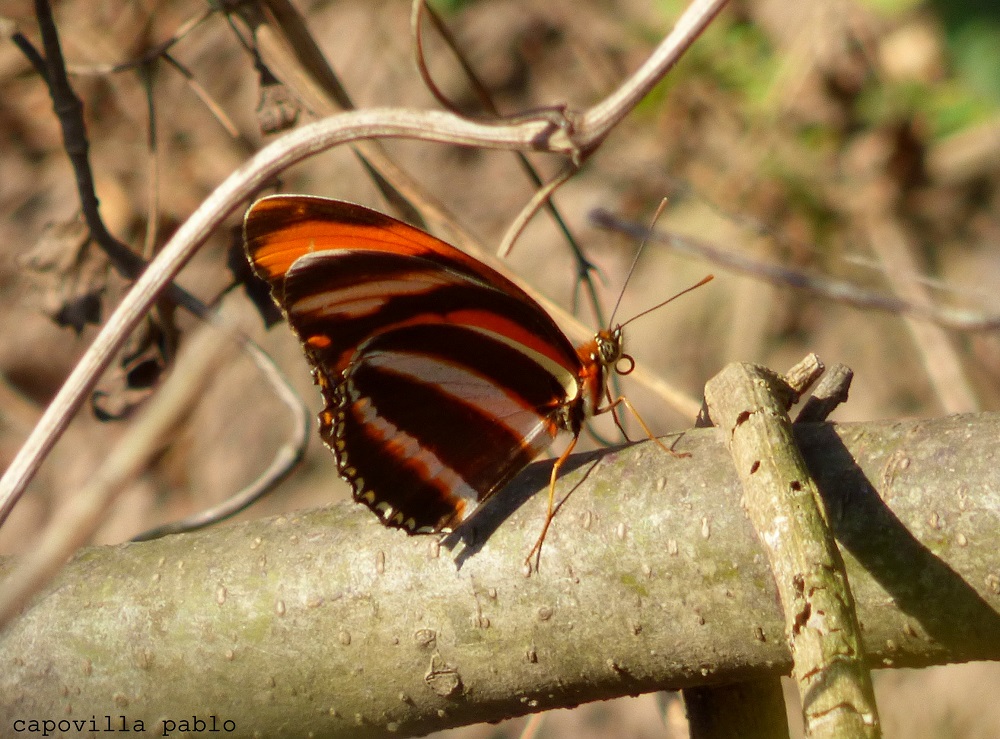 Photo Antorcha Rayada