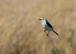 Foto Black-and-white Monjita