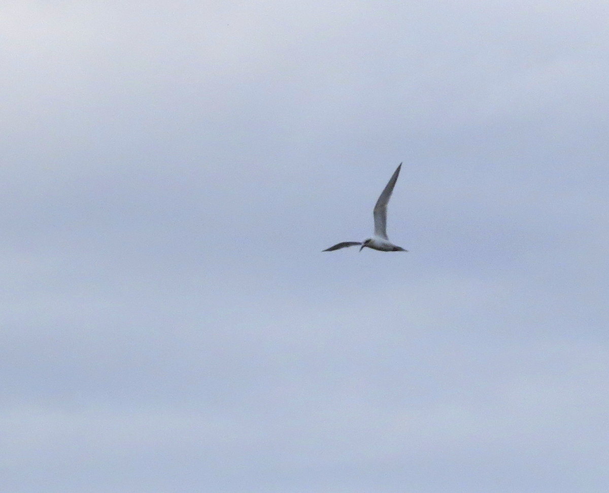 Photo Gaviotín Lagunero