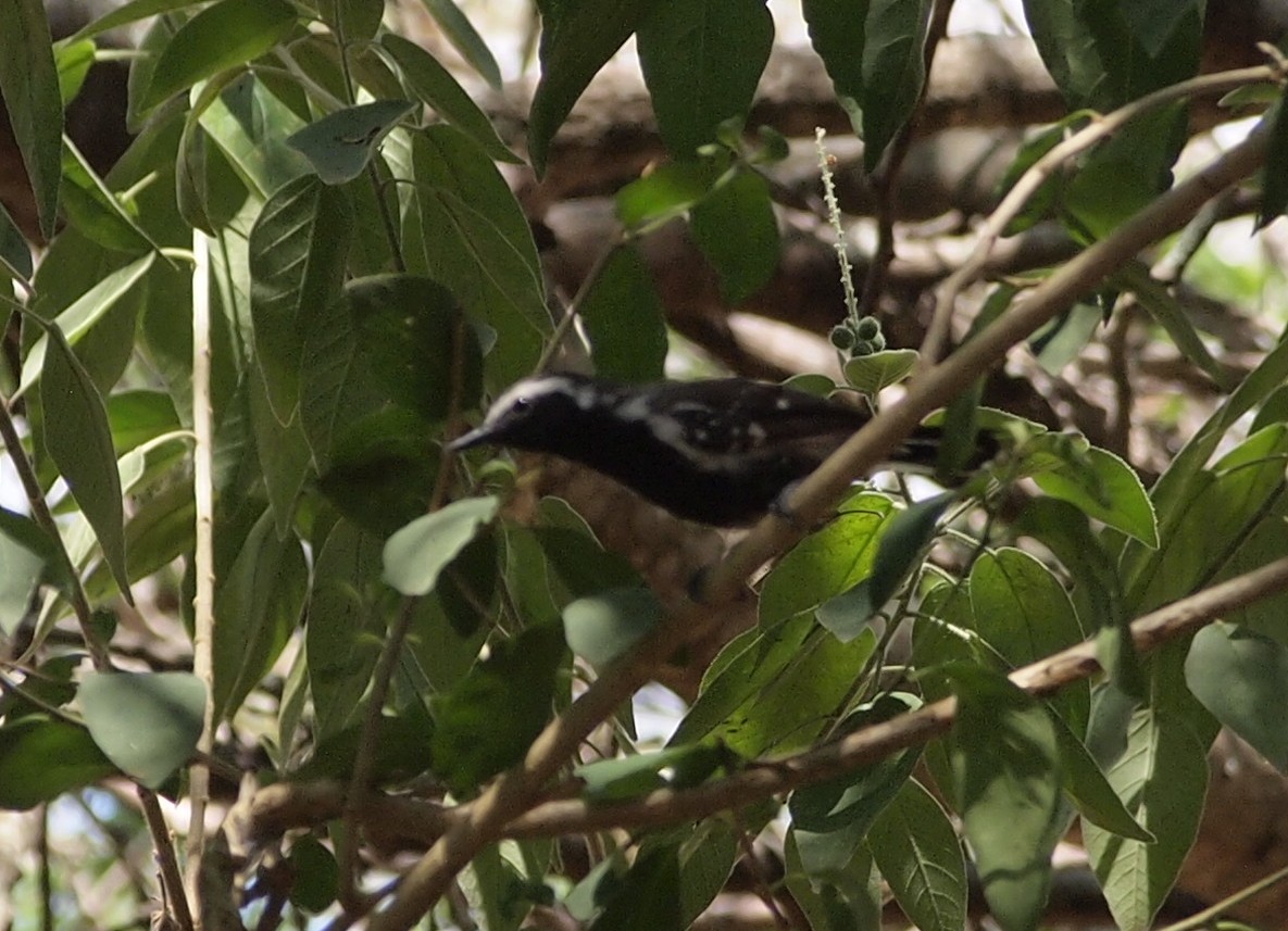 Photo Hormiguerito Coicorita Norteño