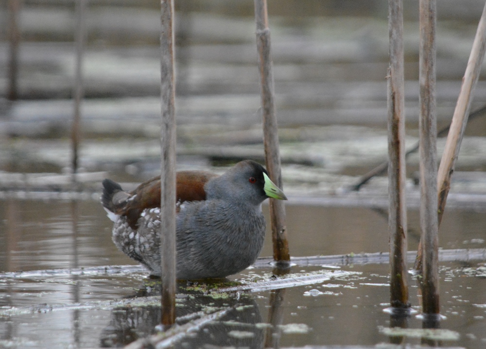 Photo Pollona Pintada