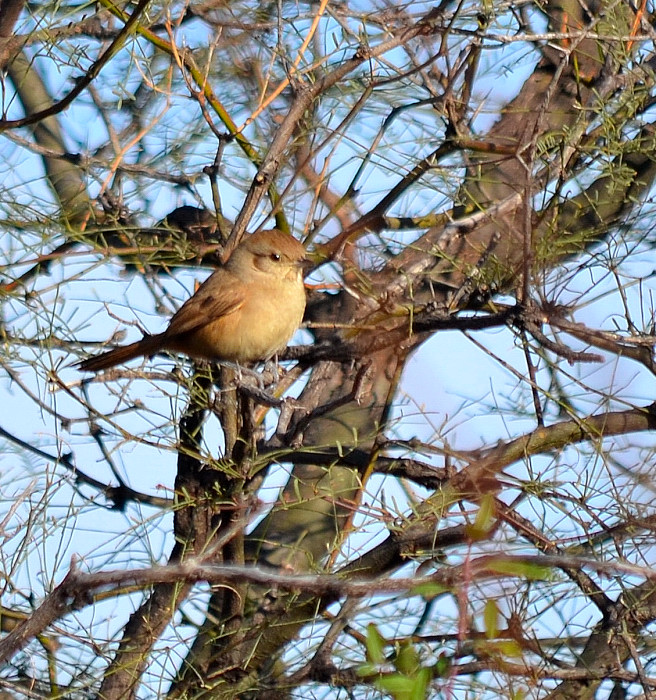 Photo Canastero Chaqueño