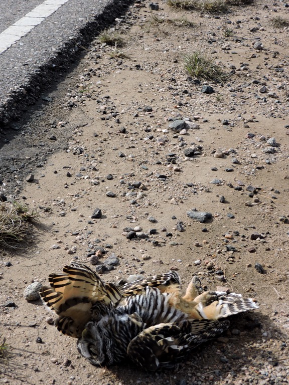 Foto Lechuza Bataraz Chaqueña