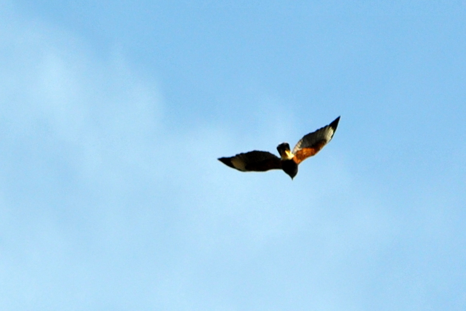 Photo Gavilán Mixto