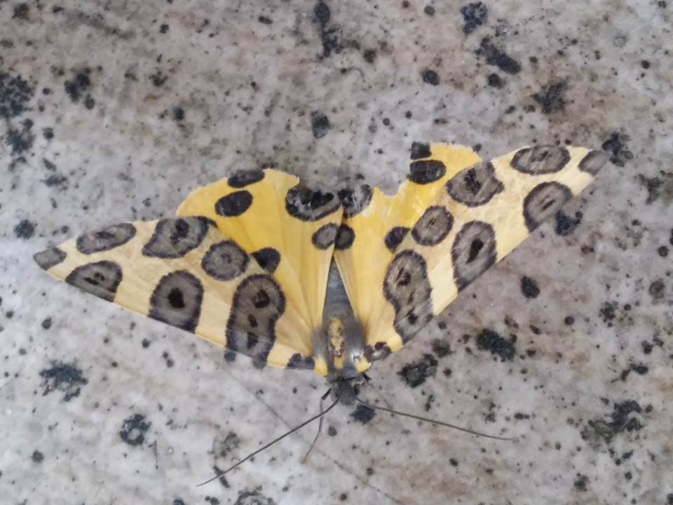 Mariposa Leopardo (Pantherodes pardalaria)