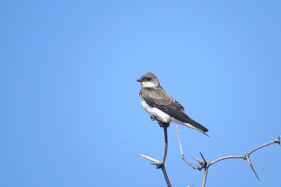 Photo Golondrina Parda