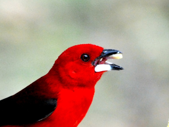 Foto Fueguero Escarlata