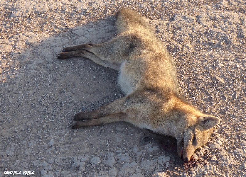Photo Zorro de Monte