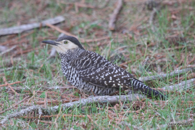 Foto Carpintero Pitío