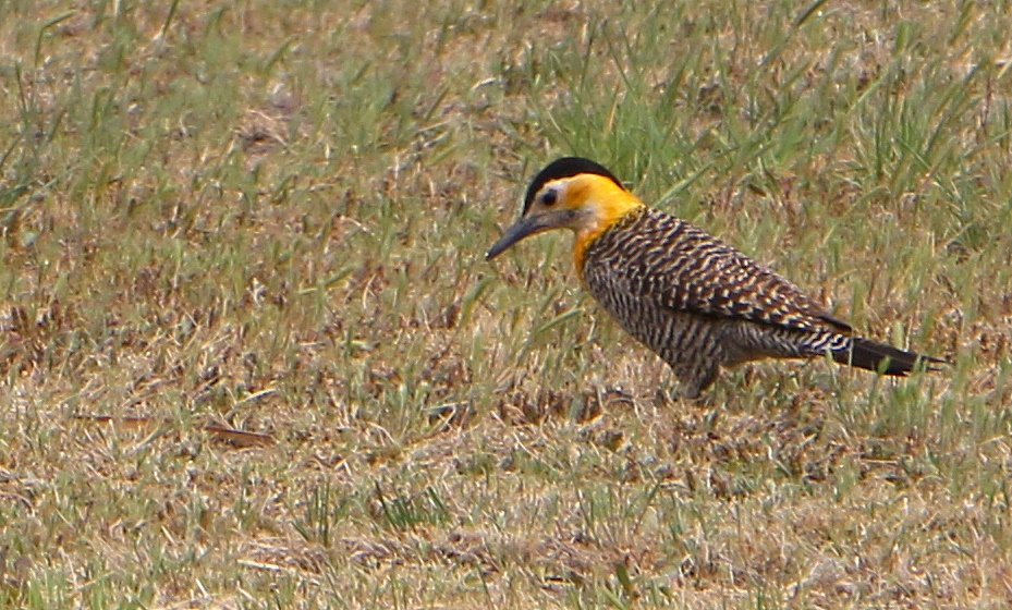 Photo Carpintero Campestre