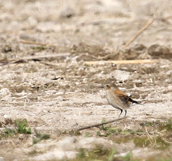 Photo Sobrepuesto Común