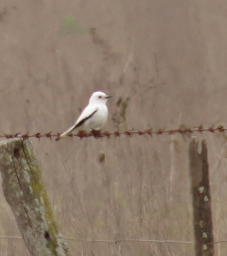 Photo Monjita Blanca