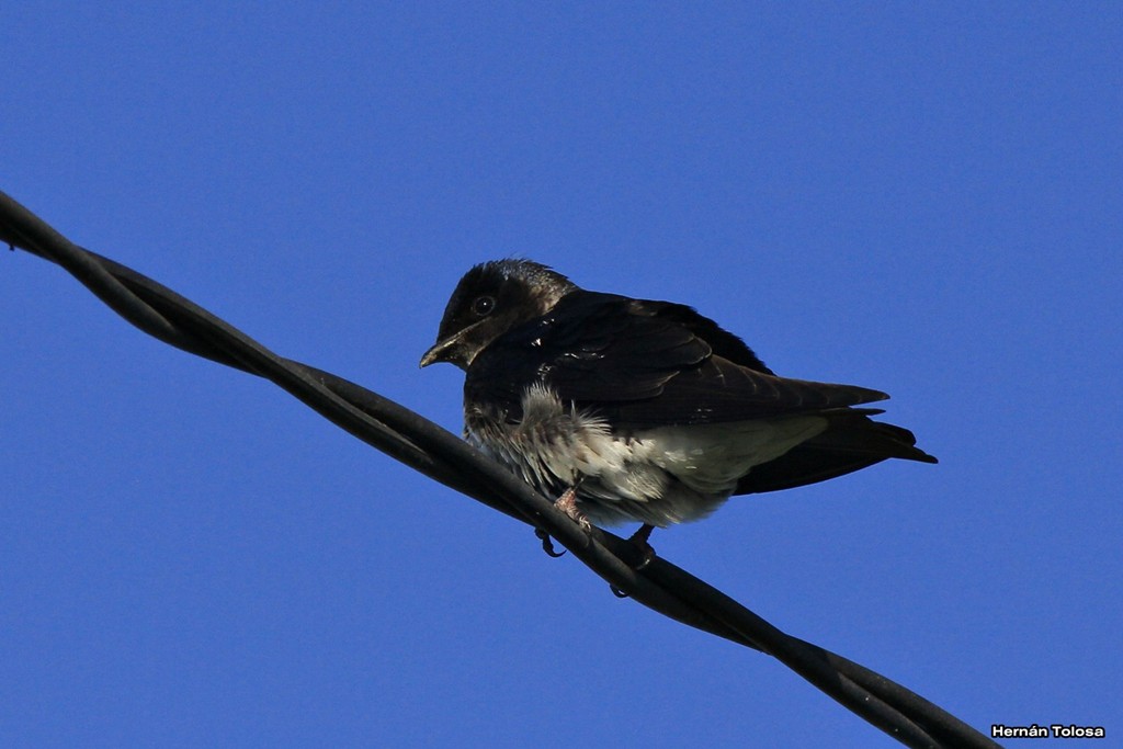 Photo Golondrina Doméstica
