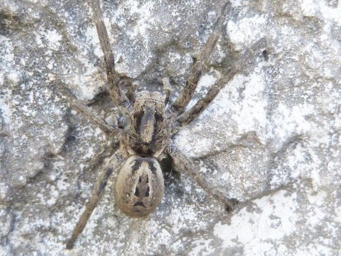 Foto Araña Lobo De Quelíceros Rojos