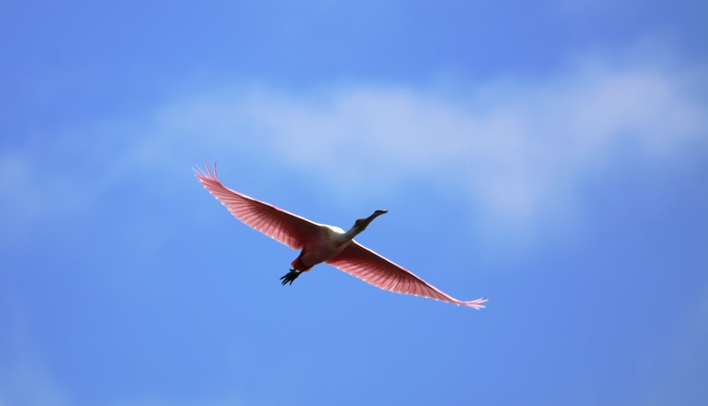 Espátula Rosada (Platalea ajaja)