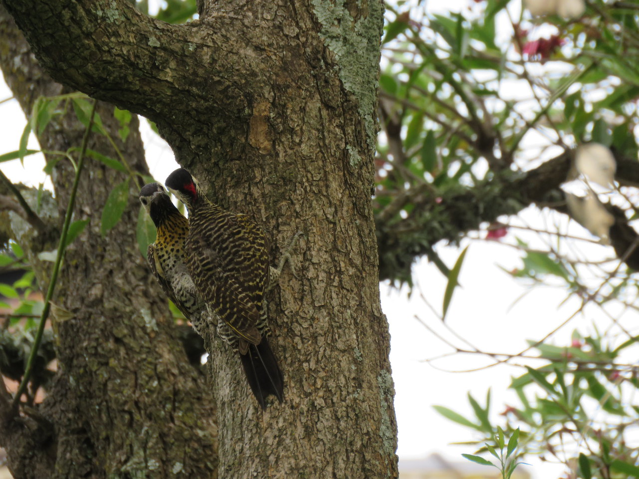Photo Carpintero Real Común