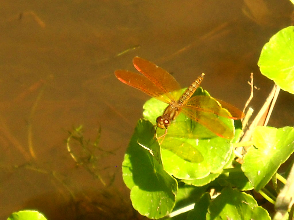 Photo Ambarina del Este