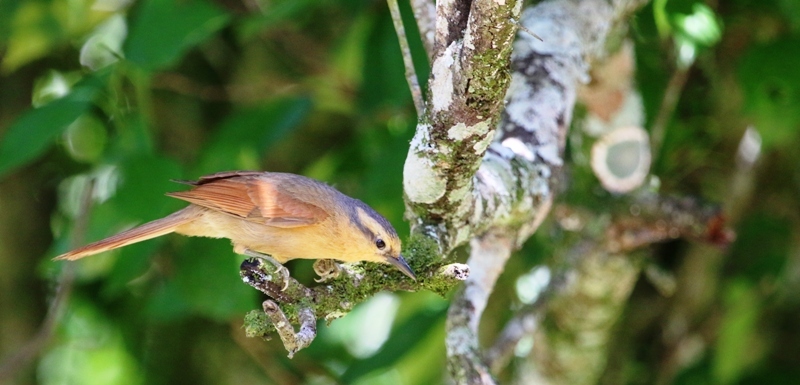 Photo Ticotico Grande