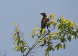 Foto Oropendola del Amazonas
