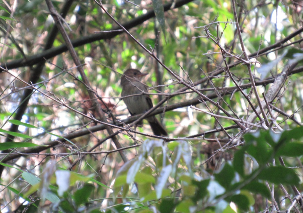 Photo Mosqueta Parda