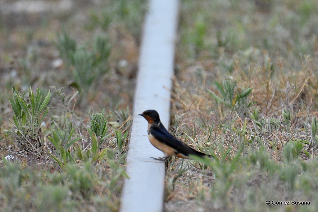 Foto Golondrina Tijerita