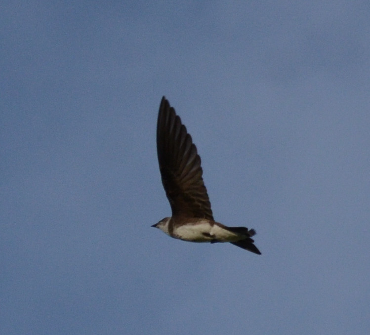 Photo Golondrina Parda