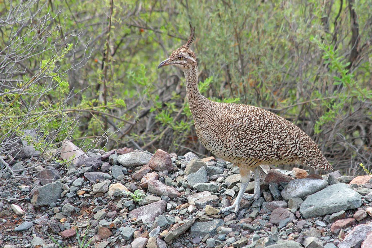 Photo Martineta Común