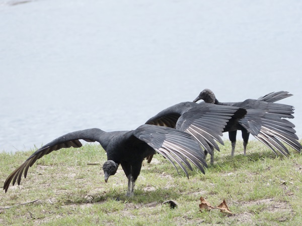 Photo Jote Cabeza Negra