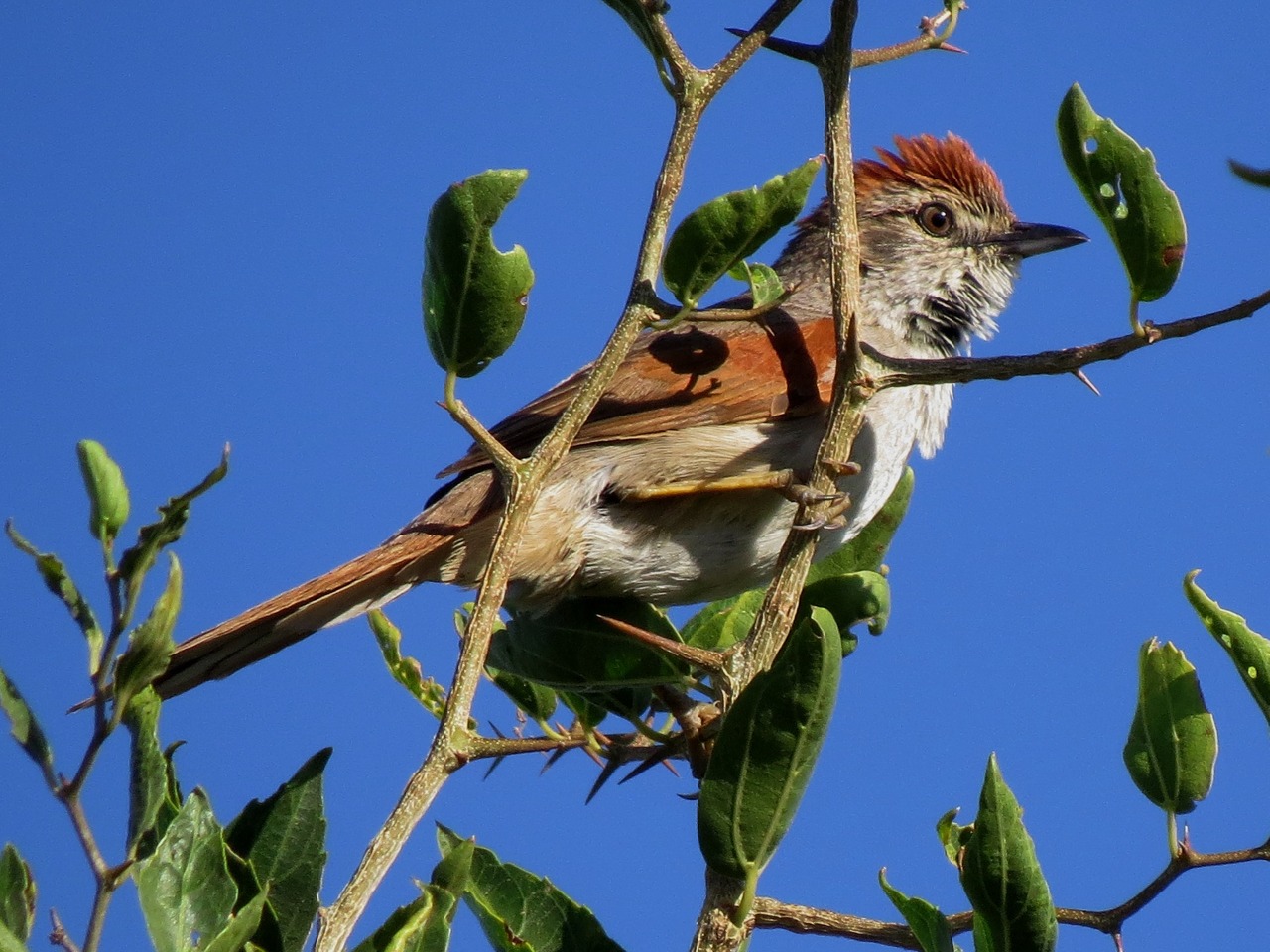 Photo Pijuí Cola Parda