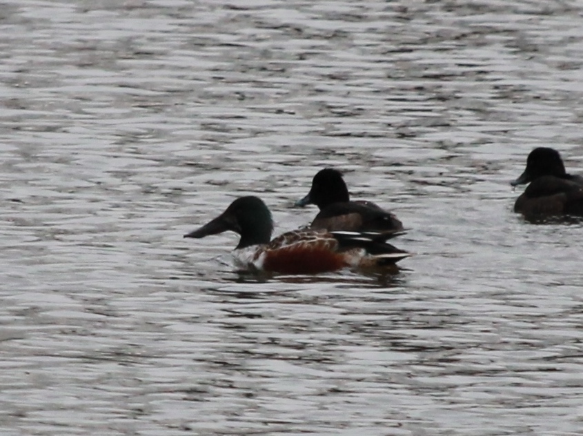 Photo Pato Cuchara Boreal