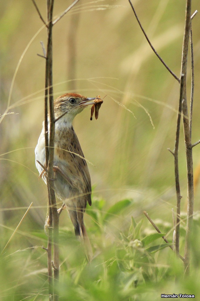 Foto Espartillero Enano