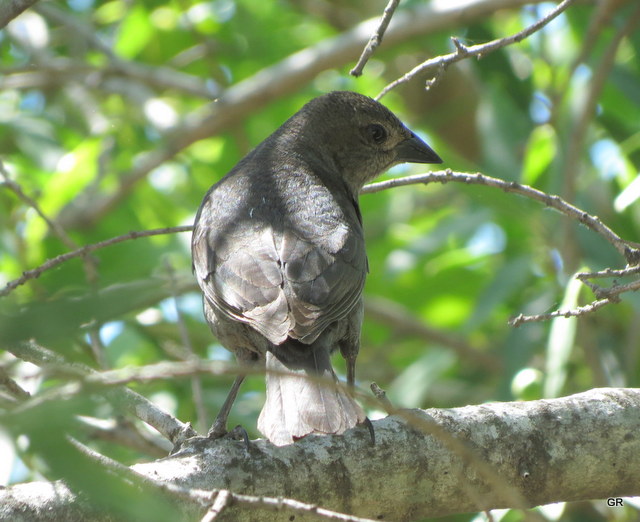 Foto Tordo Renegrido